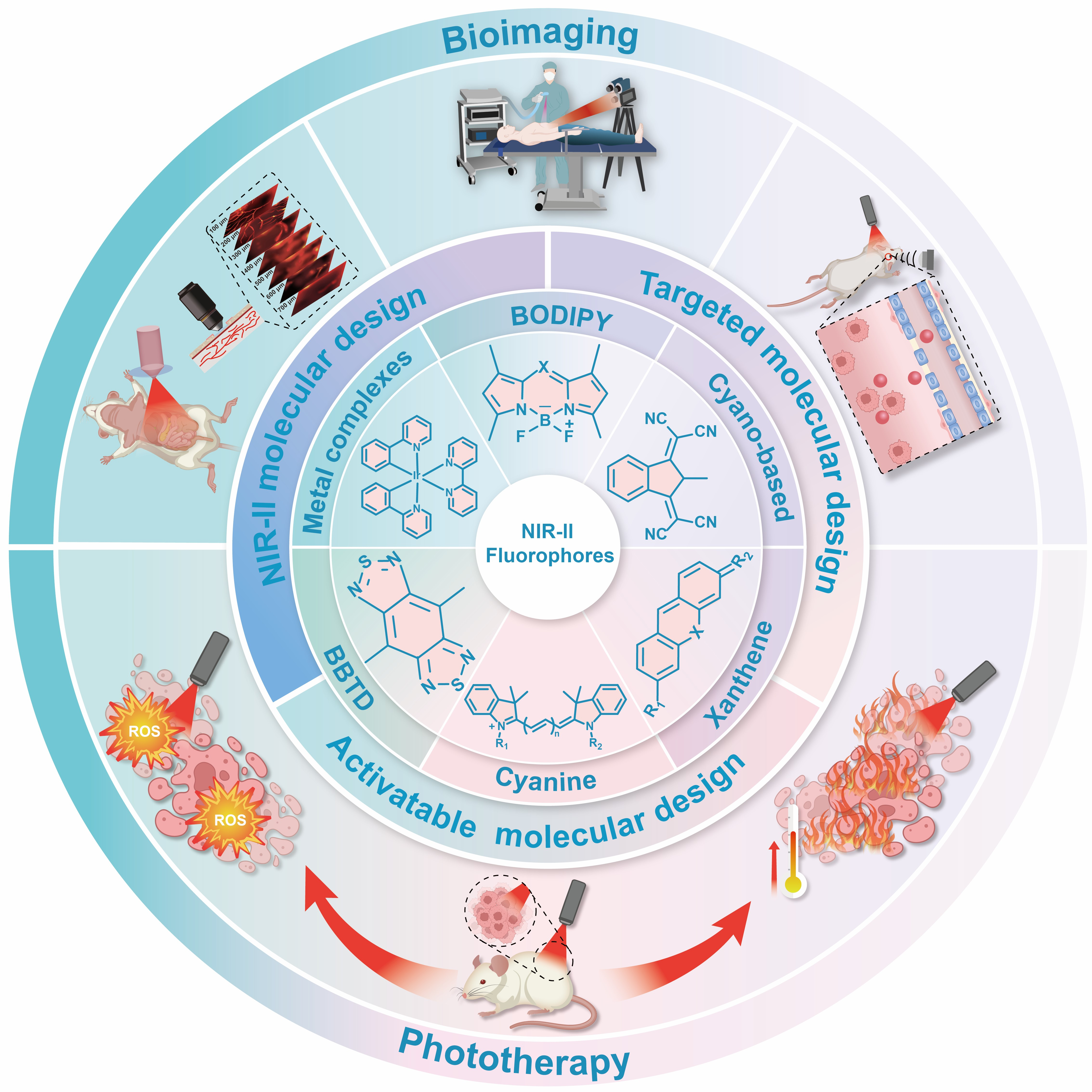 东南大学李全团队在有机小分子近红外二区荧光探针光诊疗领域发表重要论文