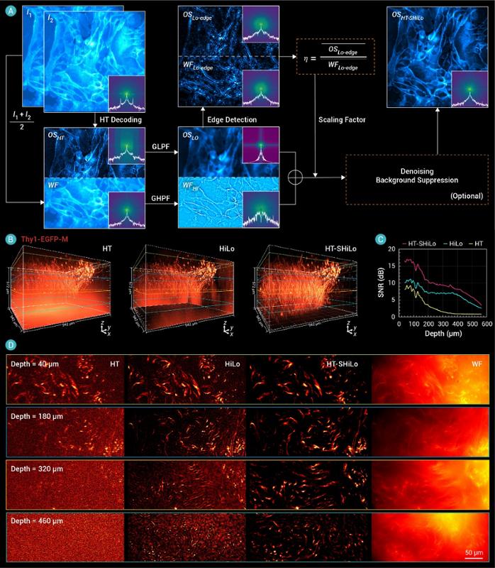 西安交大雷铭教授团队在结构光照明三维成像领域取得新进展
