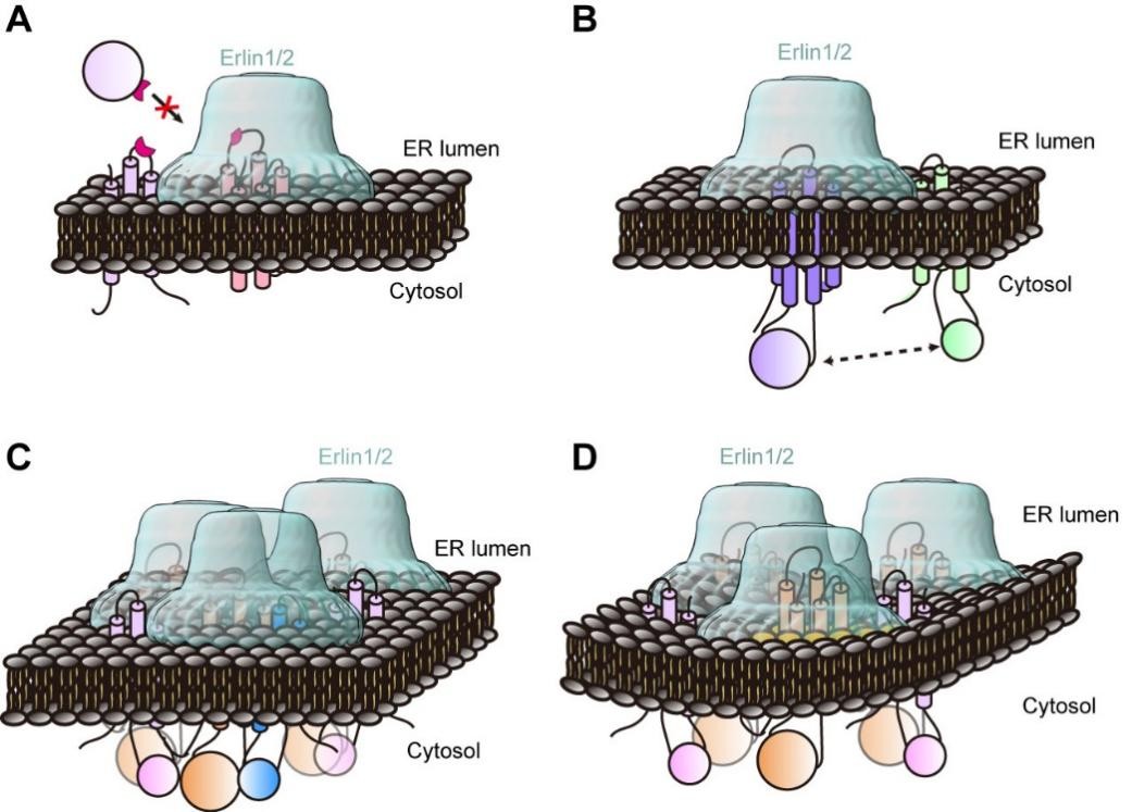 北京大学高宁、陈晓伟和宋晨团队合作报道Erlin1/2在内质网膜上组织功能性膜微域的分子机制