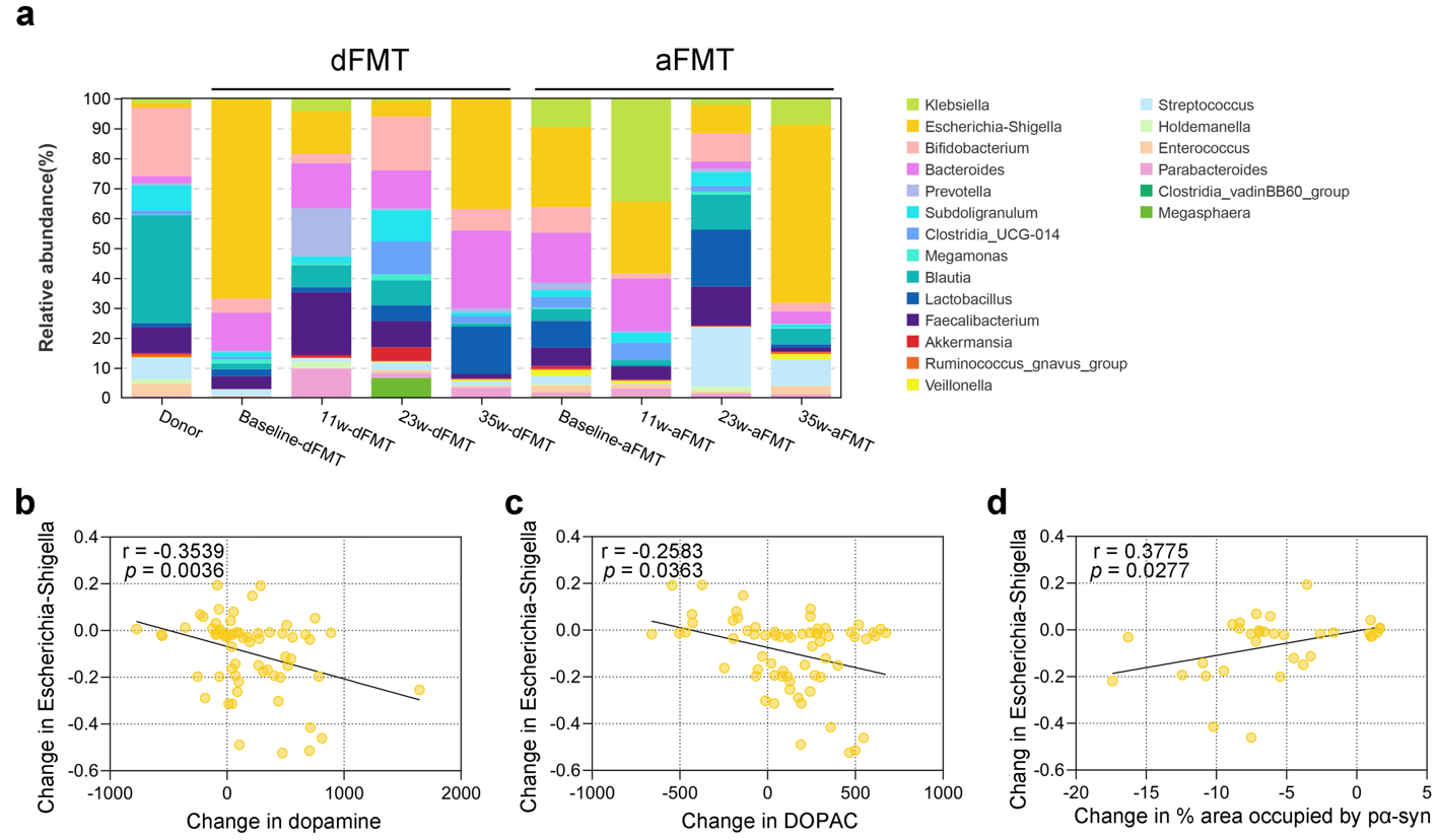 中山大学附属第一医院王雪晶团队揭示肠道菌群移植为帕金森病治疗带来新突破