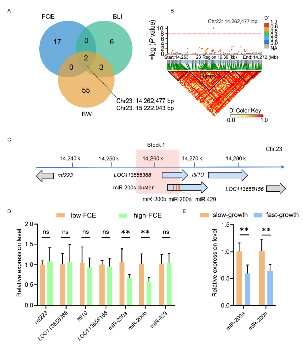 研究揭示鱼类速生和高饲料转化率性状耦合机制