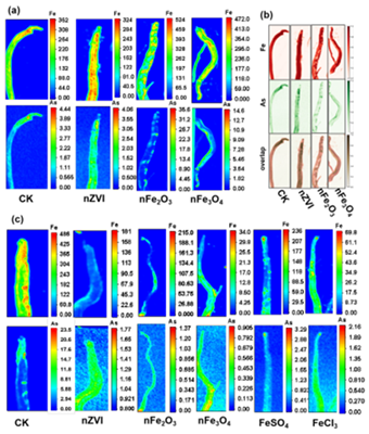 西北农林科技大学（832）资源环境学院毛晖教授课题组揭示铁基纳米材料促进水稻生长并降低稻米砷积累的新机制