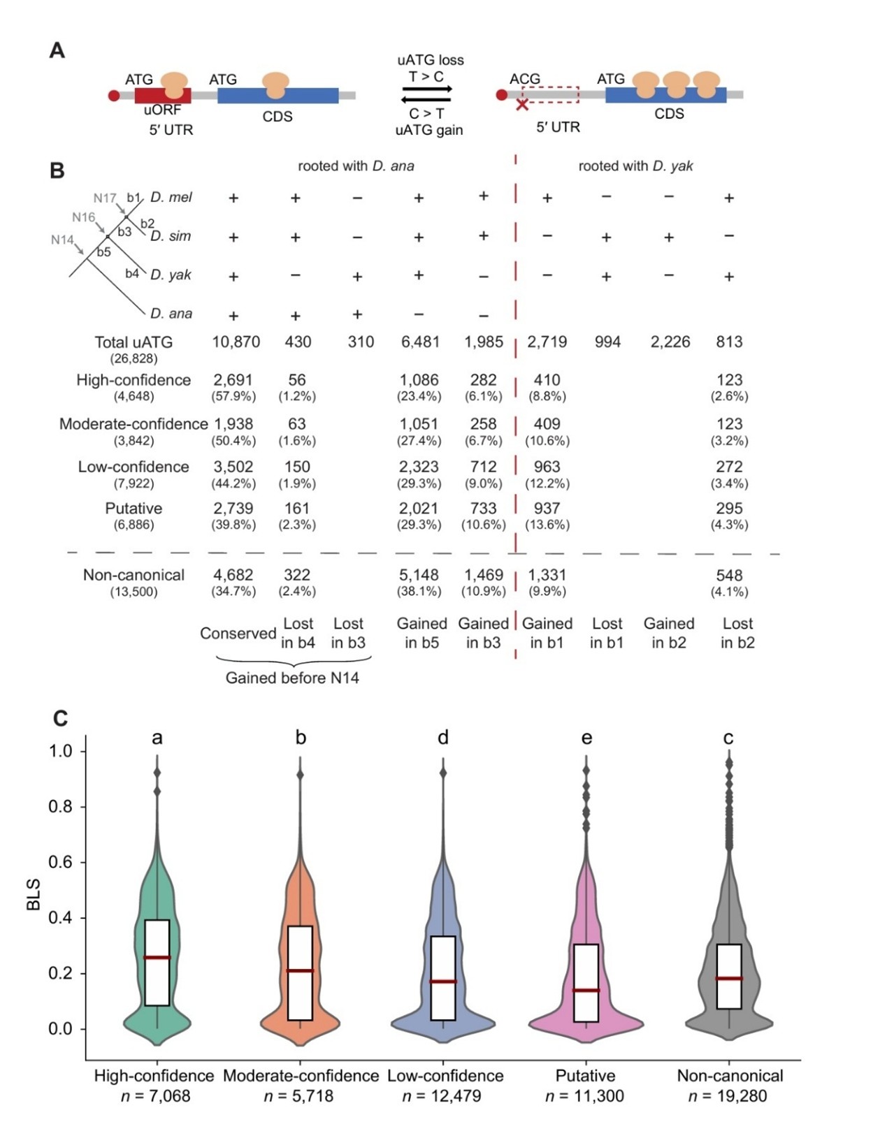 北京大学生命科学学院陆剑课题组揭示果蝇上游开放读码框的演化规律与补偿机制
