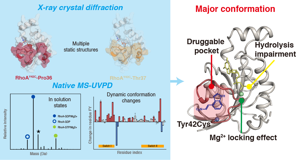 研究提出单氨基酸突变靶蛋白动态构象解析新策略