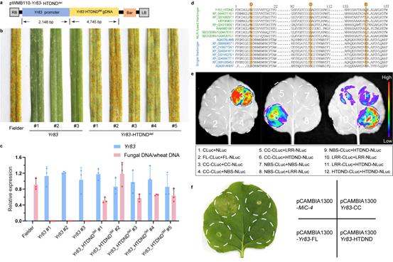 小麦远缘杂交及染色体工程育种研究取得进展
