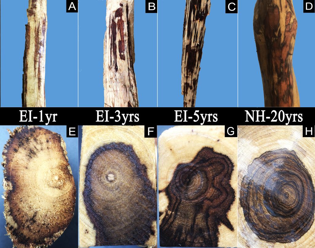 热林所对乙烯诱导心材形成的作用机理研究取得新进展