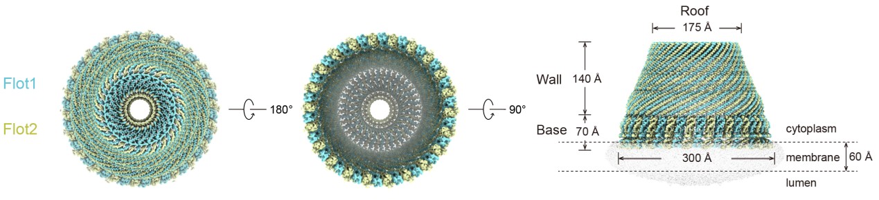 北京大学生命科学学院高宁/郭强团队合作解析SPFH家族蛋白Flotillin在细胞质膜上组织功能性膜微域的分子机制