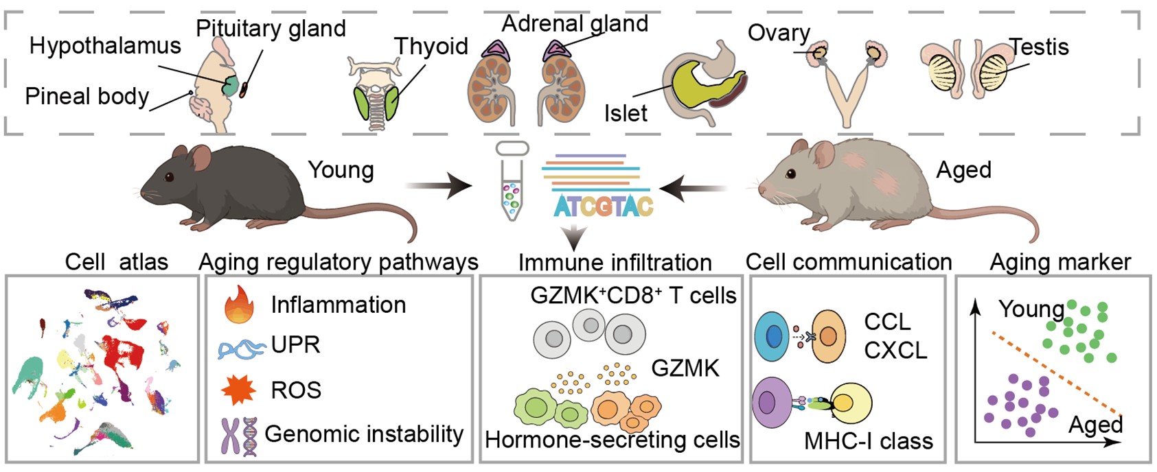 北京大学生命科学学院陶伟团队系列研究多维度揭示衰老调控新机制：从机制解析到干预策略