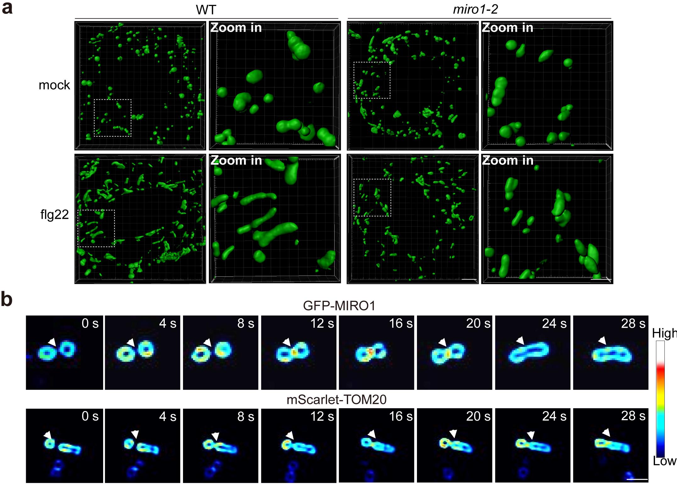 北京师范大学生命科学学院教授李杰婕团队在《Nature Plants》发文揭示线粒体融合调控植物气孔免疫的分子机制