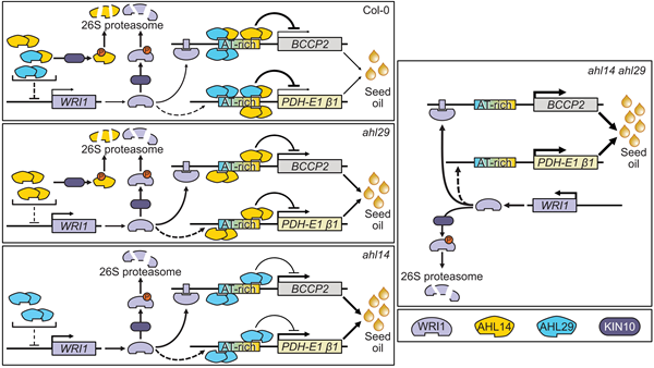 西北农林科技大学(821)农学院陈明训教授团队揭示种子油脂积累调控新机制