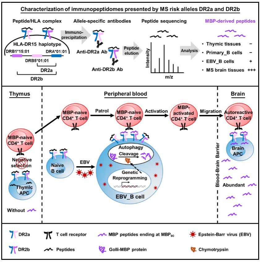 中国科大免疫应答与免疫治疗全国重点实验室王剑课题组揭示EBV感染导致多发性硬化症发生的新机制