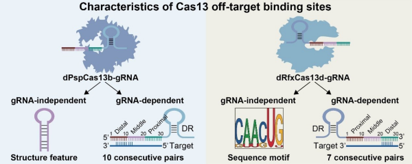 科研人员建立高灵敏RNA结合位点检测技术