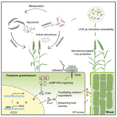 西北农林科技大学（813）植保学院小麦赤霉病研究团队在有益细菌-赤霉菌-小麦互作研究中取得新进展