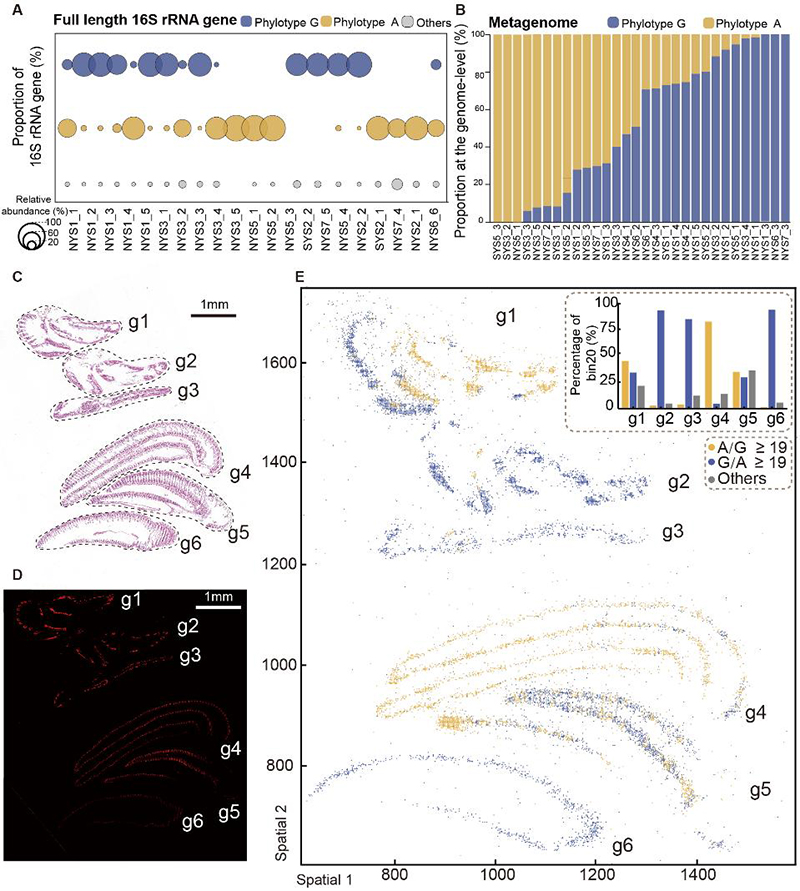 中国海洋大学在浅海化能共生的贝类研究领域取得新进展