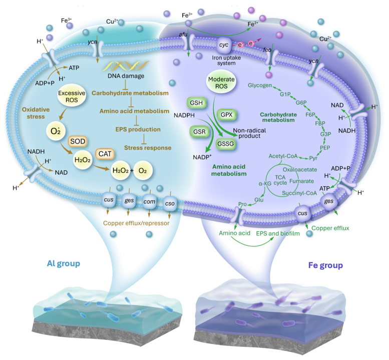 清华大学环境学院黄霞团队合作揭示混凝预处理可能加重反渗透膜污染的新机理