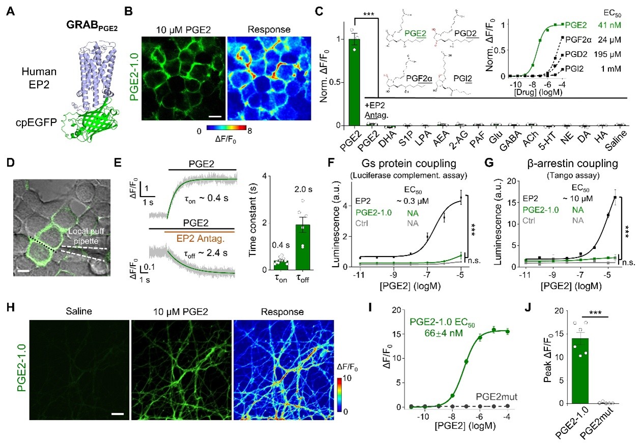 北京大学生命科学学院李毓龙实验室开发新型荧光探针，解码前列腺素E2在炎症与癫痫状态下的时空动态差异