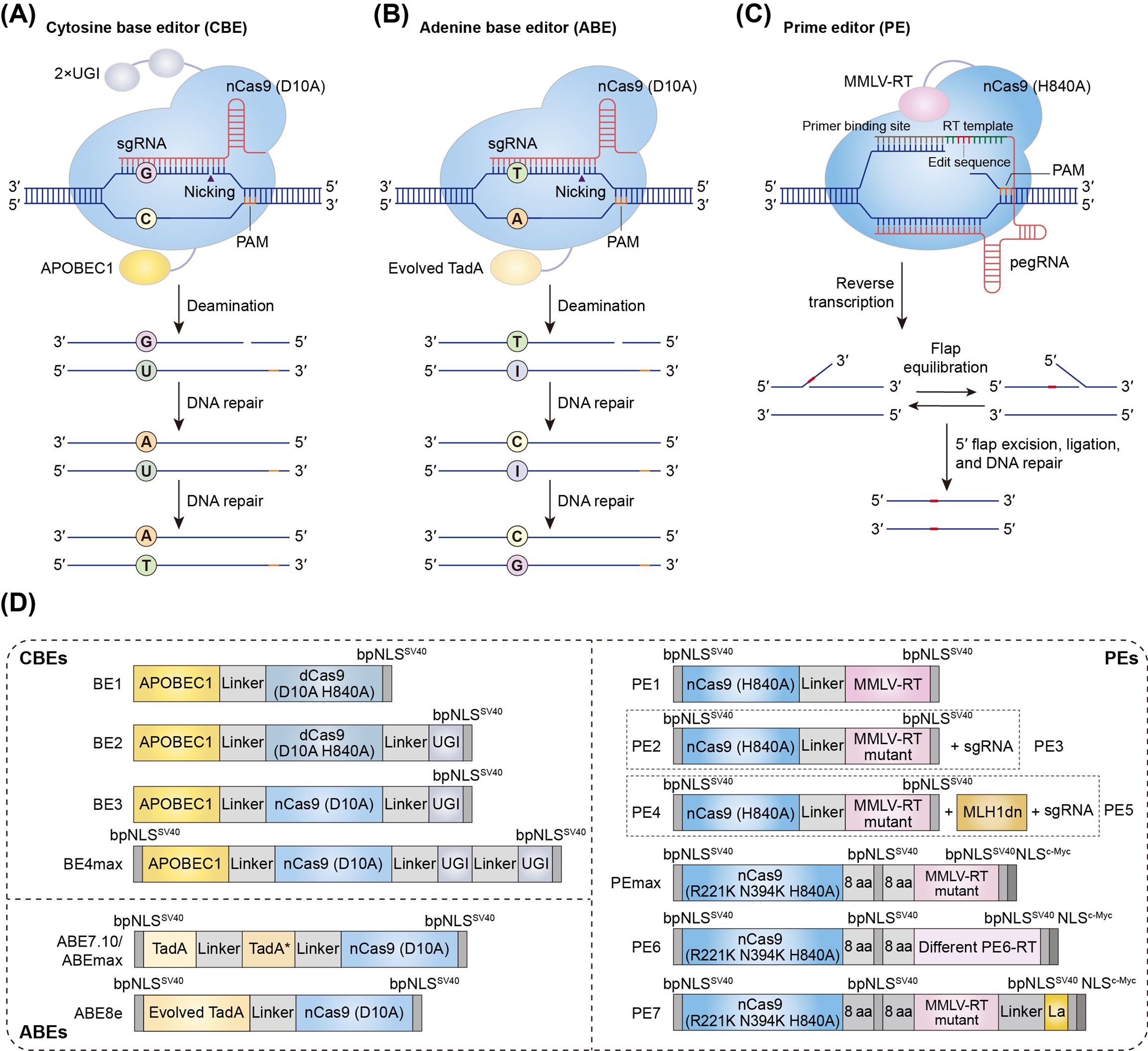 北京大学生命科学学院魏文胜课题组受邀发表综述：利用碱基与引导编辑器实现疾病相关变异的大规模解码