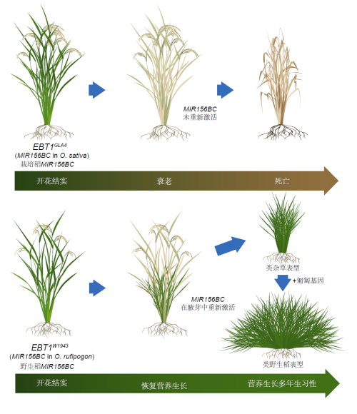 科学家发现野生稻多年生生活习性关键基因