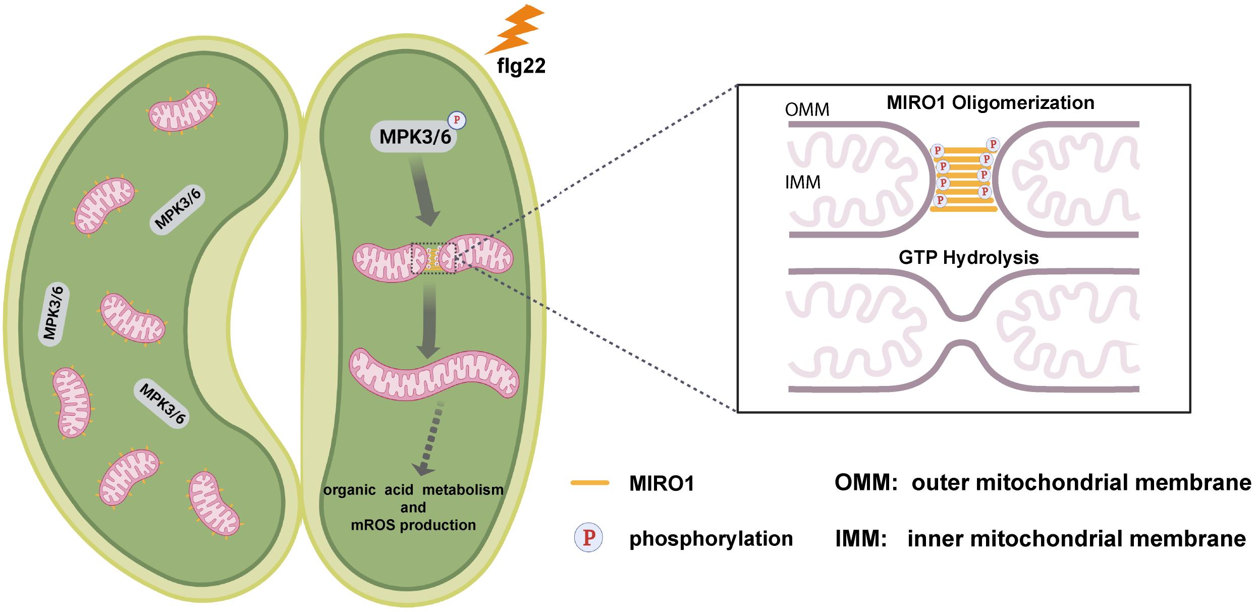 北京师范大学生命科学学院教授李杰婕团队在《Nature Plants》发文揭示线粒体融合调控植物气孔免疫的分子机制