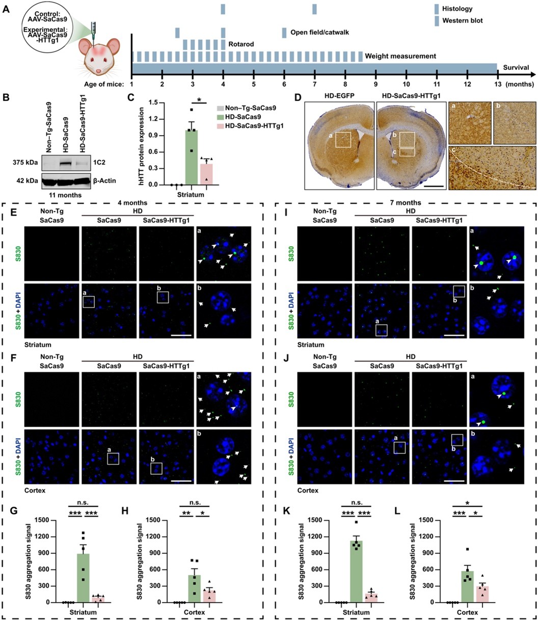 北京大学生命科学学院李沉简课题组开发自失活CRISPR系统实现亨廷顿舞蹈症基因治疗新突破