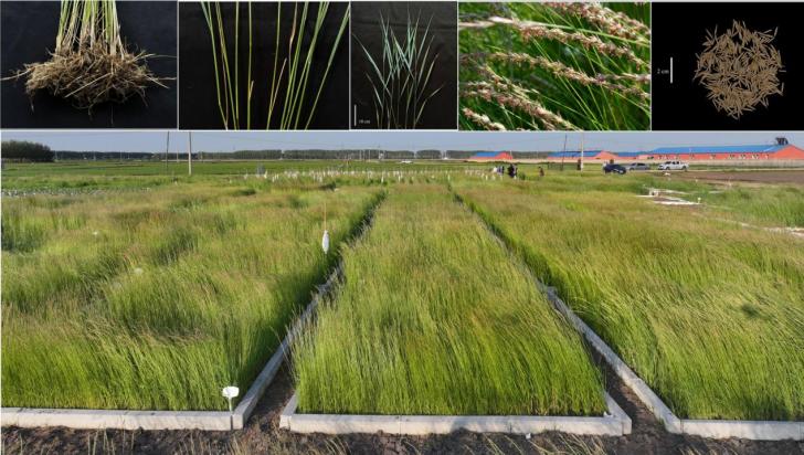 羊草生物学特性研究及优良品种选育取得进展