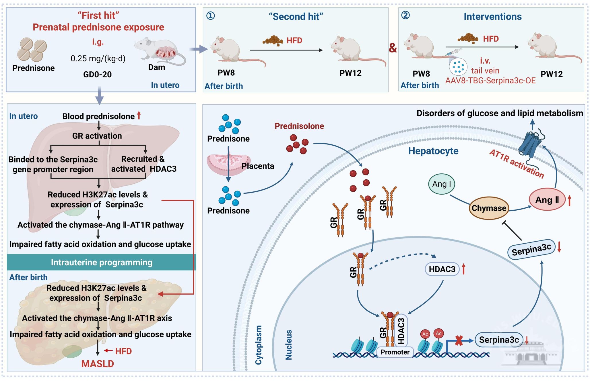武汉大学汪晖团队发现胎源性MASLD防治新靶标