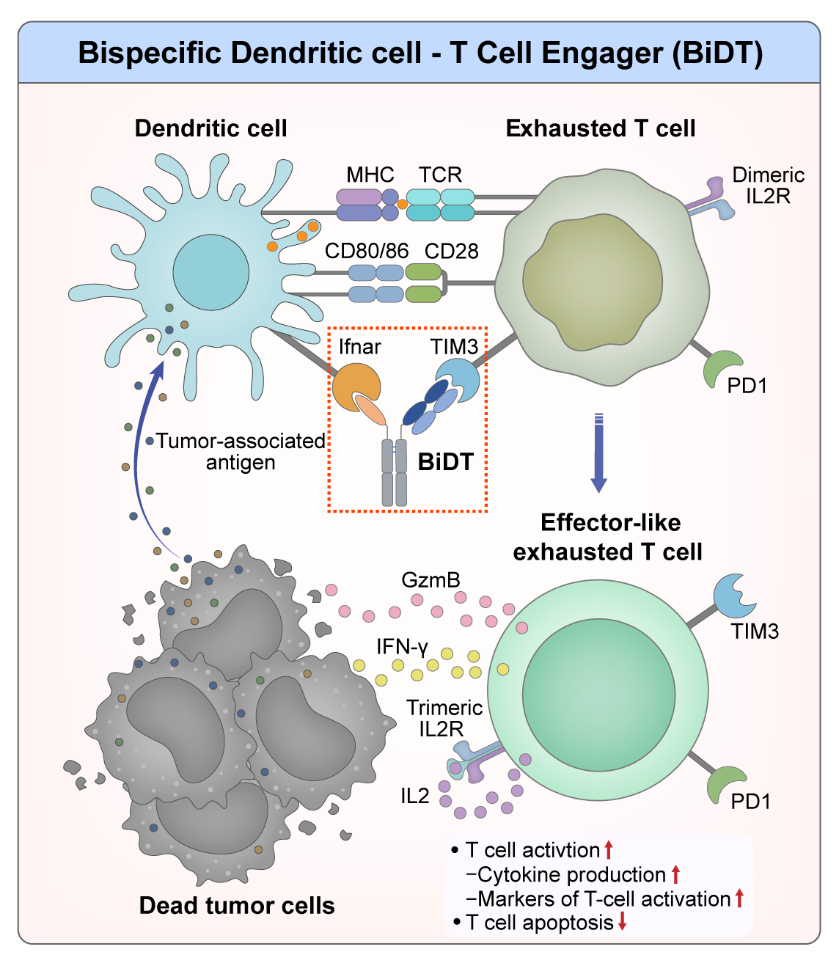 清华大学基础医学院傅阳心、王文彦团队开发新型DC-T衔接器重新激活肿瘤内耗竭T细胞功能