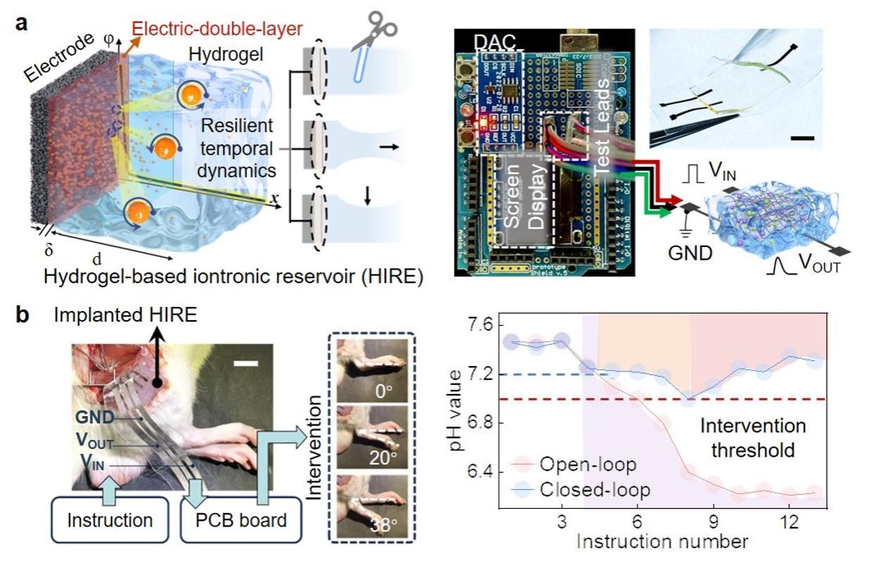 南京大学施毅院士团队万昌锦在神经形态假体研究上取得重要突破