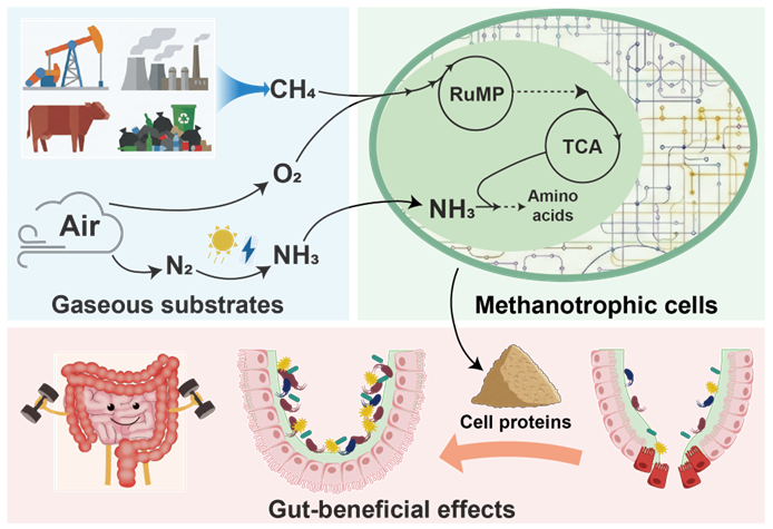 西安交大费强教授团队 在生物转化甲烷与空气氮素合成饲用原料领域取得突破性进展