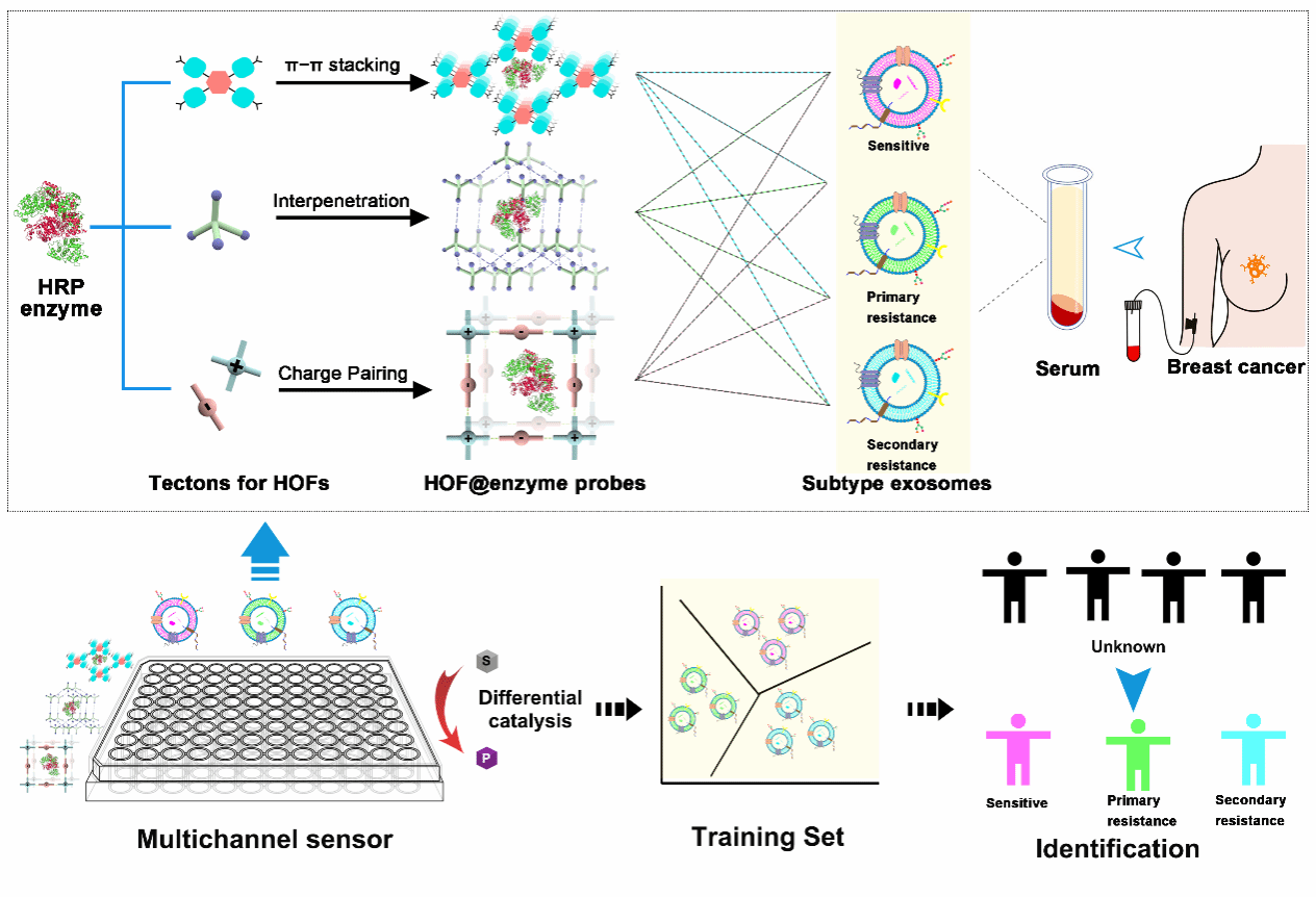 南京大学生科院李根喜团队报道人工智能辅助的乳腺癌精准诊断新技术