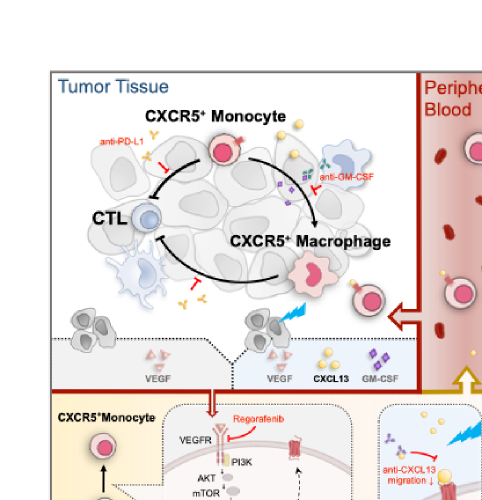 西安交大韩苏夏、马瑾璐团队与侯玉柱团队揭示放射治疗抵抗免疫学新机制