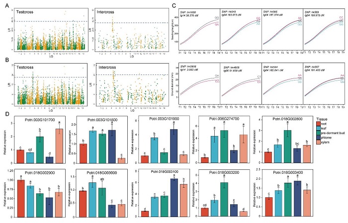 林业所杨树动态生长遗传基础与候选基因挖掘取得新进展