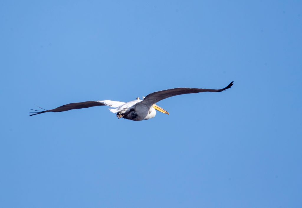 亚林所牵头完成2026年卷羽鹈鹕东亚种群同步调查