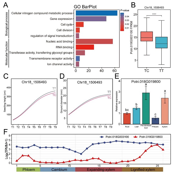 林业所杨树动态生长遗传基础与候选基因挖掘取得新进展