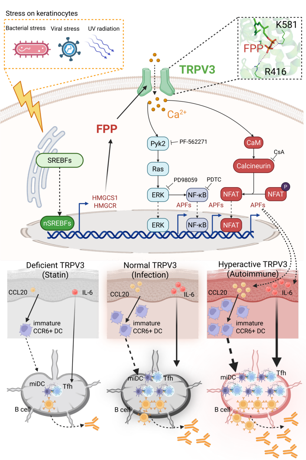 清华大学生命学院刘万里团队合作揭示皮肤细胞通过释放警报素增强全身体液免疫