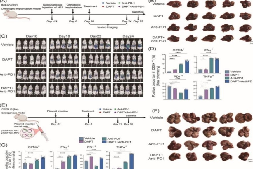 清华大学北京清华长庚医院董家鸿团队揭示肝癌纤维化驱动免疫治疗耐药新机制