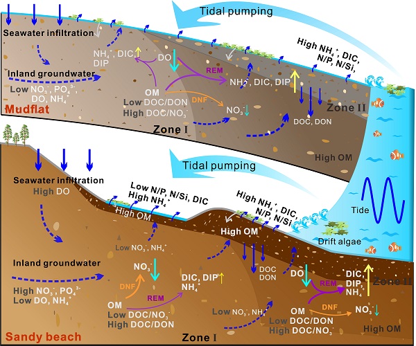 研究揭示陆源营养盐循环调控的影响机制