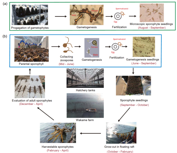 科学家在亚热带海区完成裙带菜克隆苗南移试验养殖
