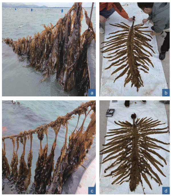 科学家在亚热带海区完成裙带菜克隆苗南移试验养殖