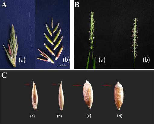羊草生物学特性研究及优良品种选育取得进展