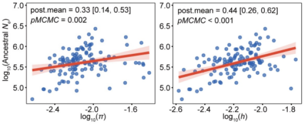 研究揭示决定现代物种遗传多样性关键因素