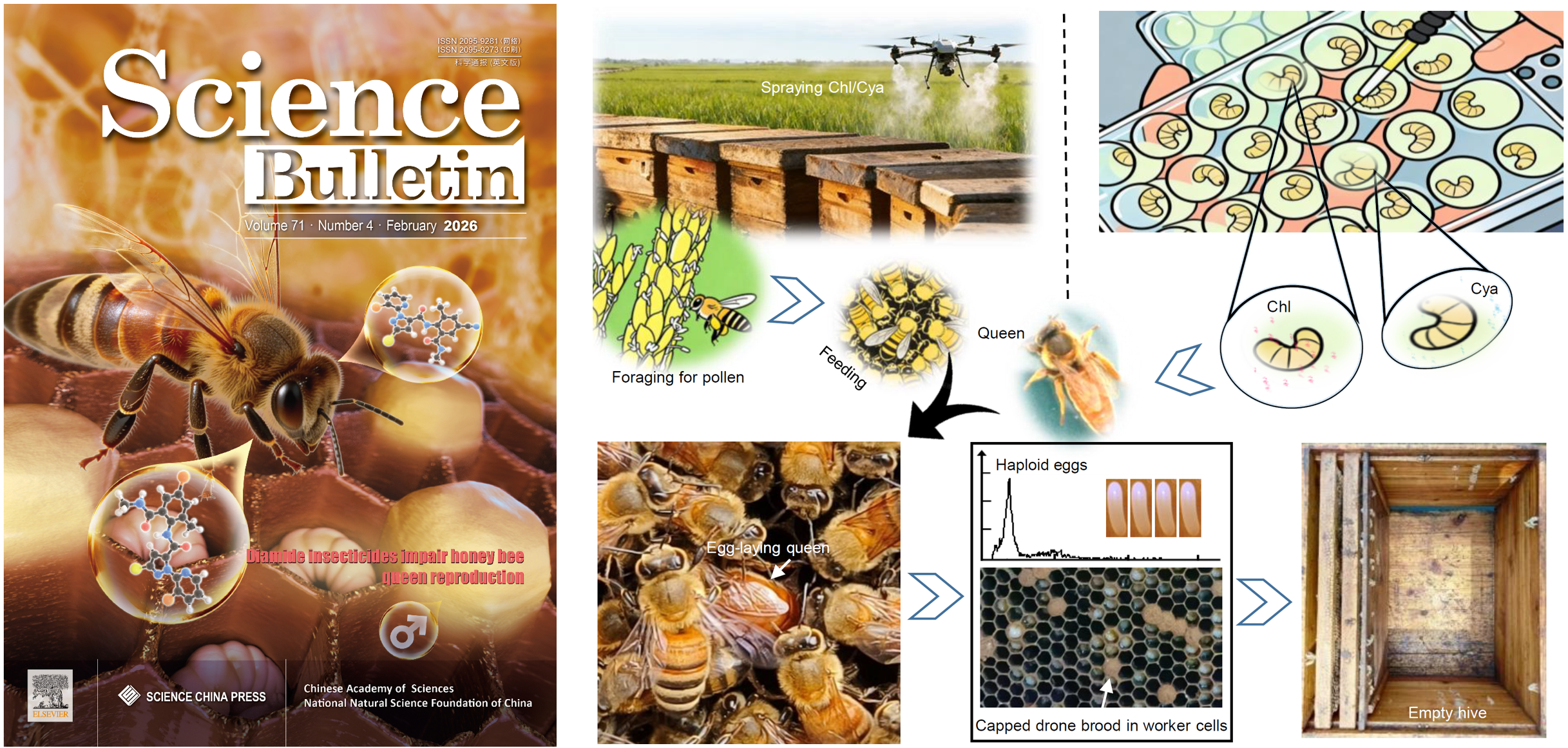研究发现双酰胺类杀虫剂影响蜜蜂蜂王生殖和蜂群存续