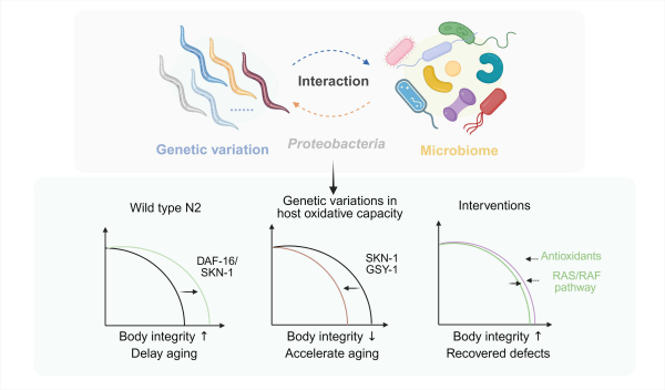 研究揭示遗传多样性如何重塑微生物对衰老的影响