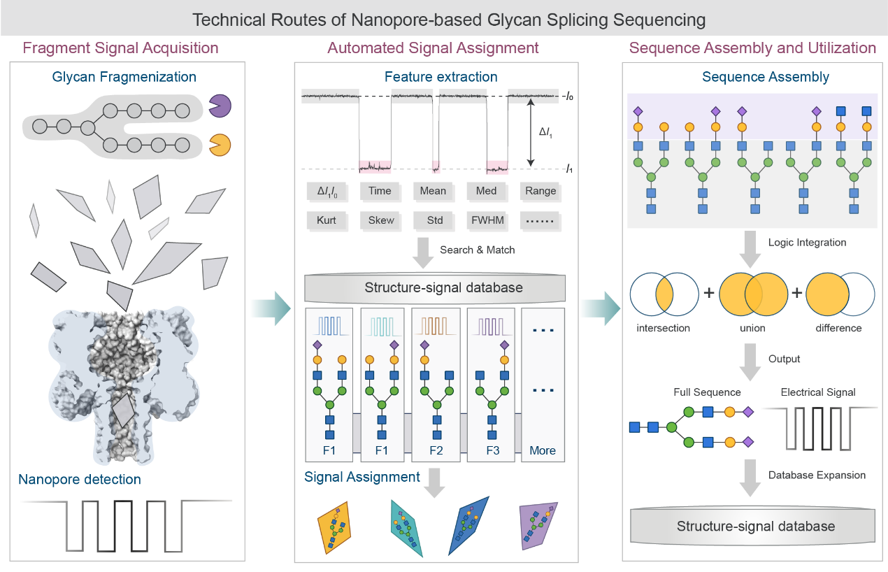 科研人员提出糖测序碎片拼接策略
