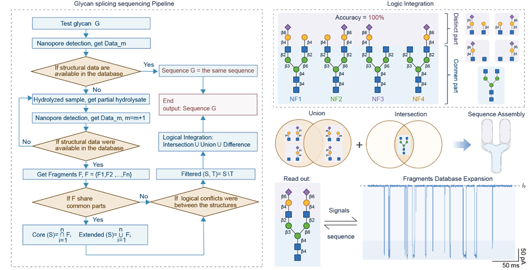 科研人员提出糖测序碎片拼接策略