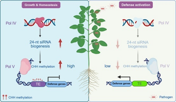 科学家解码大豆免疫的“静默态”