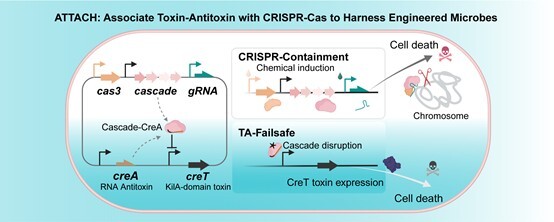 科学家开发新型CRISPR生物封控技术