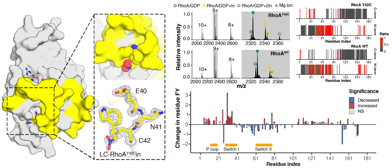 研究提出单氨基酸突变靶蛋白动态构象解析新策略