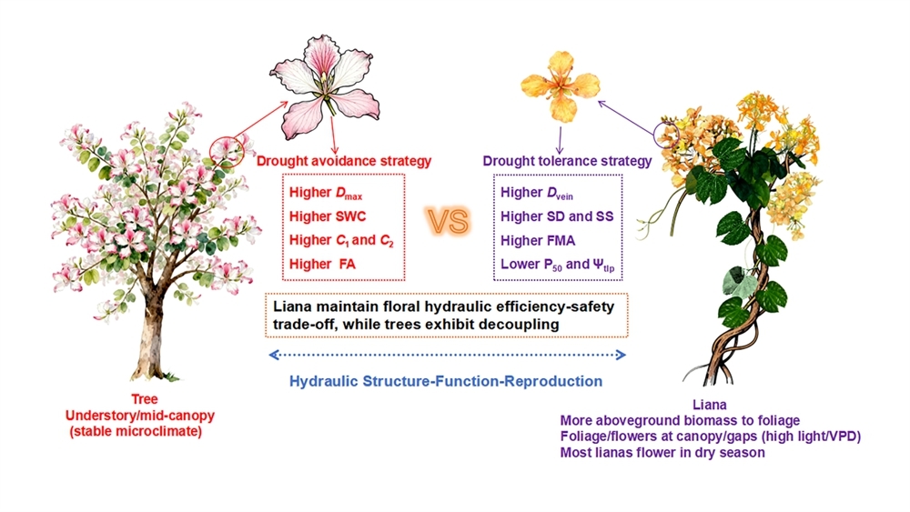 研究揭示广义羊蹄甲属植物花水分利用策略的分化规律