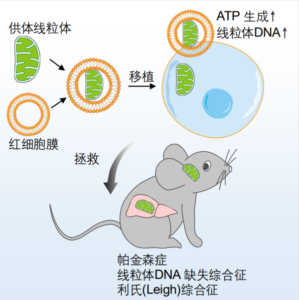 科学家破解线粒体移植难题